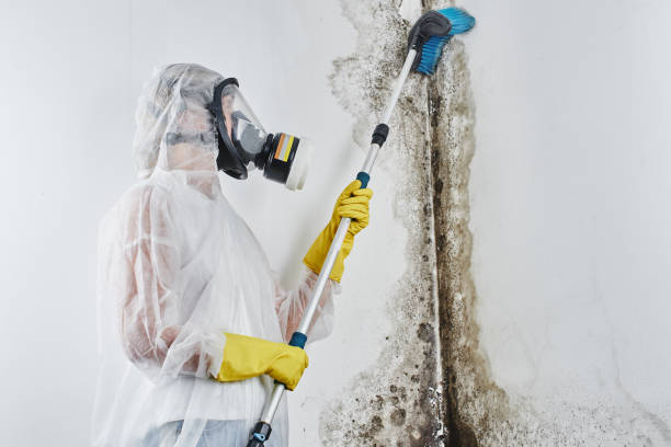 Best Office Mold Removal Services  in Pontiac, MI