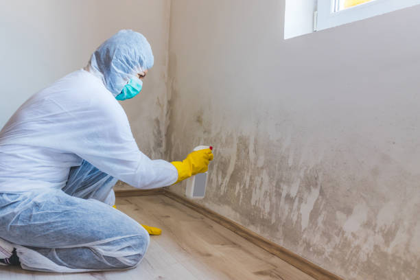 Best Mold Damage Repair  in Pontiac, MI
