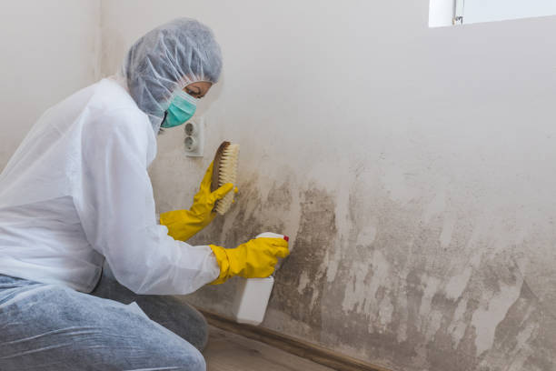 Best Residential Mold Removal  in Pontiac, MI