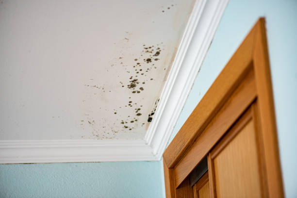 Best Attic Mold Removal  in Pontiac, MI