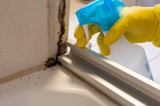Reliable Pontiac, MI Mold Removal Solutions