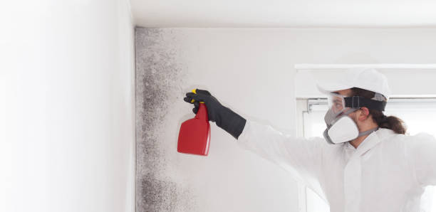 Best Commercial Mold Removal  in Pontiac, MI