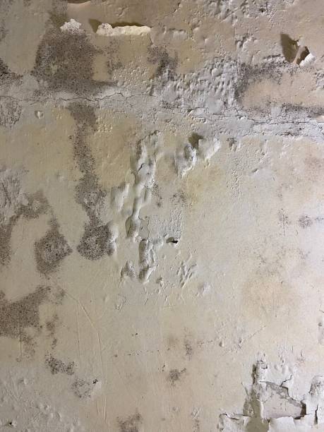 Crawl Space Mold Removal in Pontiac, MI