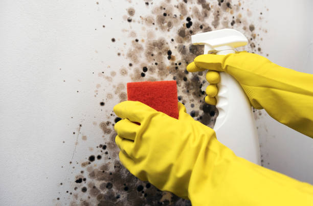 Attic Mold Removal in Pontiac, MI