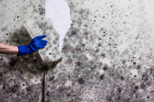 Best Mold Cleaning Services  in Pontiac, MI