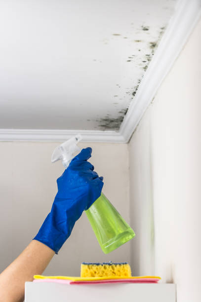 Best Affordable Mold Removal  in Pontiac, MI