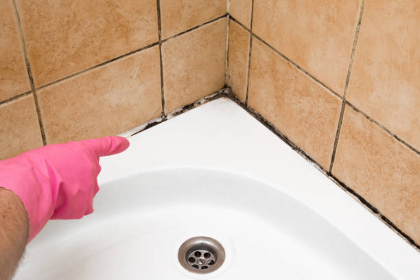 Best Best Mold Removal Companies  in Pontiac, MI